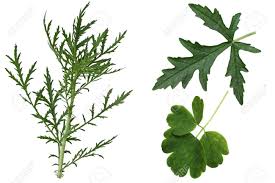 Attēlu rezultāti vaicājumam “Malva moschata leaf”