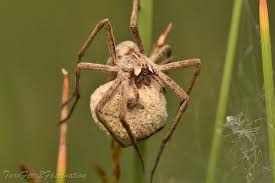 Attēlu rezultāti vaicājumam “Pisaura mirabilis female”
