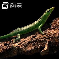 Risultati immagini per dasia smaragdina