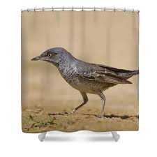 Attēlu rezultāti vaicājumam “Sylvia nisoria”