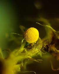 Attēlu rezultāti vaicājumam “Physarum murinum stalked”