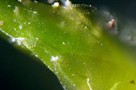 Attēlu rezultāti vaicājumam “Calliergonella cuspidata sporophyte”