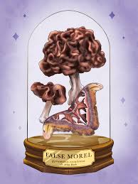 Attēlu rezultāti vaicājumam “Gyromitra esculenta”