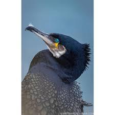 Attēlu rezultāti vaicājumam “Phalacrocorax carbo adult”