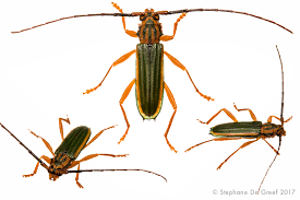 Attēlu rezultāti vaicājumam “Cerambycidae”