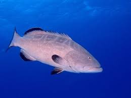 Image result for Mycteroperca bonaci