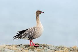 Attēlu rezultāti vaicājumam “Anser brachyrhynchus”