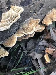 Attēlu rezultāti vaicājumam “Trametes ochracea”