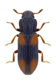 Attēlu rezultāti vaicājumam “Bitoma crenata”