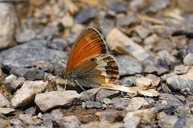 Attēlu rezultāti vaicājumam “Coenonympha arcania underside”