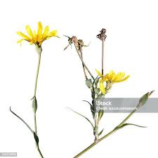 Attēlu rezultāti vaicājumam “Tragopogon heterospermus”