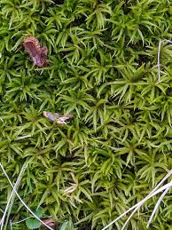 Attēlu rezultāti vaicājumam “Antitrichia curtipendula sporophyte”