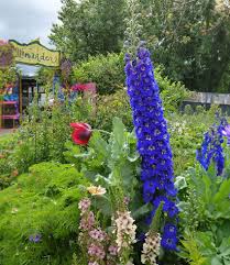 Attēlu rezultāti vaicājumam “Delphinium elatum  flower”