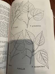 Attēlu rezultāti vaicājumam “Populus x gileadensis leaf”