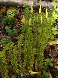 Attēlu rezultāti vaicājumam “Lycopodium annotinum”