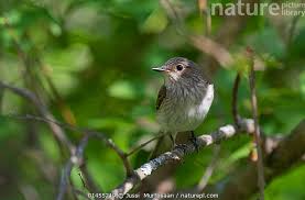 Attēlu rezultāti vaicājumam “Muscicapa striata”