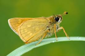 Attēlu rezultāti vaicājumam “Ochlodes sylvanus underside”