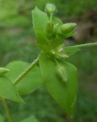 Attēlu rezultāti vaicājumam “Stellaria media bud”