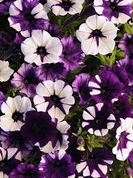 Image result for Petunie