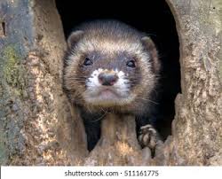 Attēlu rezultāti vaicājumam “Mustela putorius”