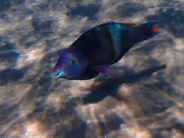 Image result for Scarus fuscopurpureus