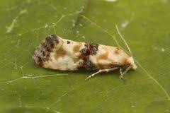 Attēlu rezultāti vaicājumam “Eupoecilia angustana”