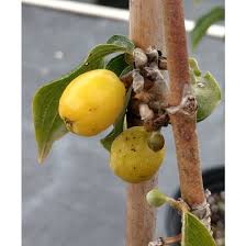 Attēlu rezultāti vaicājumam “Cornus mas fruit”