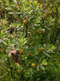 Attēlu rezultāti vaicājumam “Myrica gale”