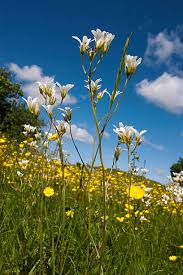Attēlu rezultāti vaicājumam “Saxifraga granulata flower”