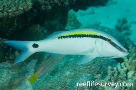 Image result for Parupeneus trifasciatus