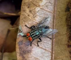Attēlu rezultāti vaicājumam “Sarcophagidae”