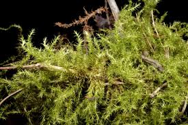 Attēlu rezultāti vaicājumam “Campylium protensum”