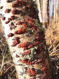 Attēlu rezultāti vaicājumam “Exidia repanda”