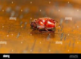 Attēlu rezultāti vaicājumam “Melolontha hippocastani imago”