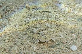 Image result for Liopsetta glacialis