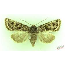 Attēlu rezultāti vaicājumam “Conistra rubiginea”