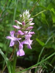Attēlu rezultāti vaicājumam “Dactylorhiza russowii flower”