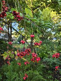Attēlu rezultāti vaicājumam “Euonymus fruit”
