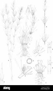 Attēlu rezultāti vaicājumam “Chara rudis”