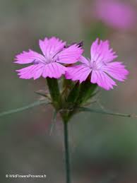 Image result for Dianthus carthusianorum