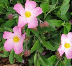 Attēlu rezultāti vaicājumam “Cistaceae”