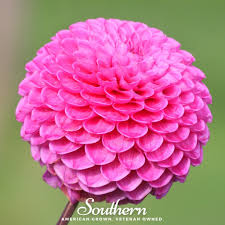 Image result for Dahlia x pinnata `Pompon Lilliput`