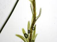 Attēlu rezultāti vaicājumam “Gyroweisia tenuis”