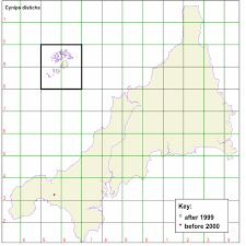 Attēlu rezultāti vaicājumam “Protapion sp.”