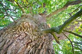 Attēlu rezultāti vaicājumam “Andricus quercuscorticis”