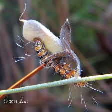 Attēlu rezultāti vaicājumam “Comatricha ellae stalked”