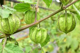 Attēlu rezultāti vaicājumam “Physalis alkekengi fruit”