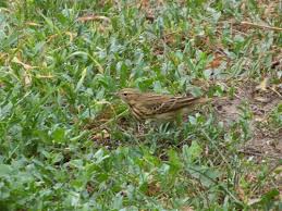 Attēlu rezultāti vaicājumam “Anthus trivialis adult”