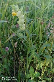 Attēlu rezultāti vaicājumam “Rhinanthus serotinus flower”
