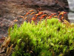 Attēlu rezultāti vaicājumam “Pohlia elongata”